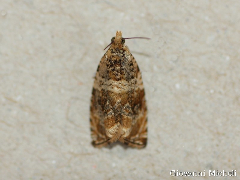 Celypha cespitana conferme?